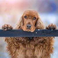 狗的山丘在第94岁的山区发生了吗？