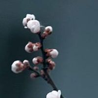 属狗的用什么手机尾号 生肖狗有价值的号码数字