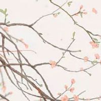 卧室放什么花招财又招桃花运 蝴蝶兰代表甜蜜恋情