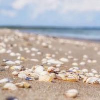 它出生在鸡肉中吗？我应该在夏天注意什么？