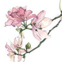 本命年买车算是一件喜事吗 本命年买车的注意事项