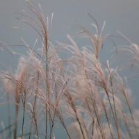 时柱有进神的性格与命运怎样