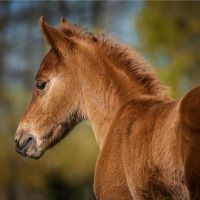 14岁的出生，马来西亚命运是好的