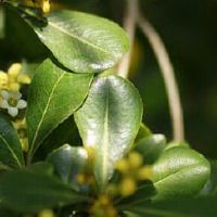 夏天的时间是怎么回事？这是一个月几天吗？