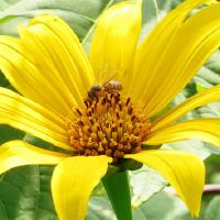 四个星座最常态，顽固，癌症是温柔的