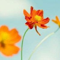 山火女孩和一个浇水男子吗？