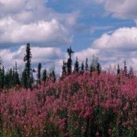 紫色最大阶段星形和爱情视图