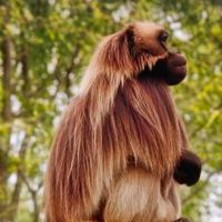 1992年，1992年与猴子的婚姻协议的猴子婚礼