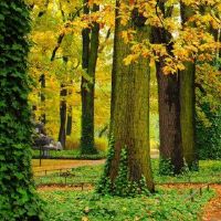 紫色明星吴星形和爱情观