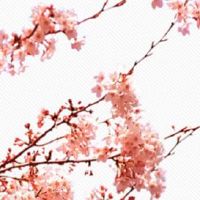 有钱人娶老婆都会看面相 耳垂硕大少奶奶面相