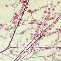 男孩的出生日期有哪些好日子 初八出生贵人多