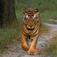 出生在十二生肖老虎的人的命运