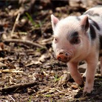 2019年猪的诞生是什么时候?