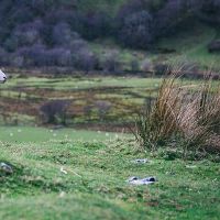 2015年绵羊的特征如何?