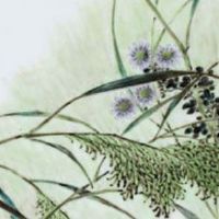 2022年8月7日立秋生肖运势之特吉生肖运程详情