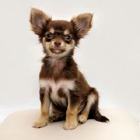 1994年是一只狗的性格