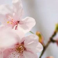 2012年属龙人学业运势如何 属鸡人帮助学业提升