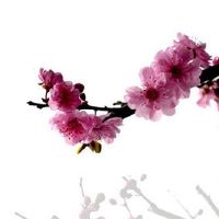 富贵气质的长相 耳朵大并耳垂厚实