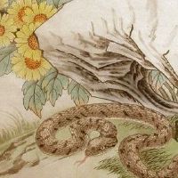 如何表达十二生肖蛇的情感爱情