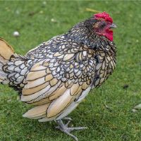 1993年人民的个性是什么？