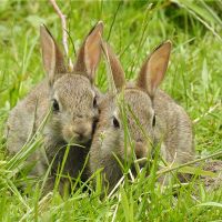 1999年，兔子个性