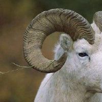 如何表达黄道带的情感爱情