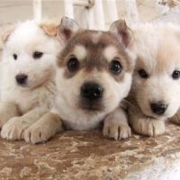 十二个星座最喜欢的狗