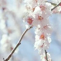 春分吃春菜有什么典故有什么寓意 春菜青涩健康美味