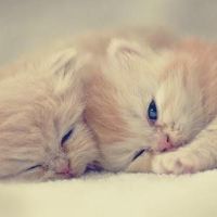 铲子是什么？这些星座上瘾了