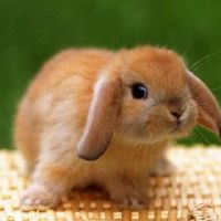 1963年，一只兔子女生活2022财年59岁小兔女2022财年