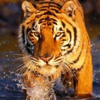 1974年，老虎的女子2022财年48岁的小开女2022月每月财富详细