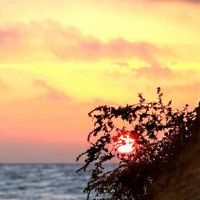 五线松柏适用于几层几层