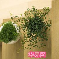 盆栽植物的梦想