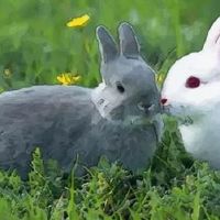 1987年兔子的生命是什么（1987年是兔子是五个要素的五个要素是什么）