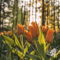 好听的欧式花店名字