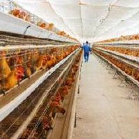 养狗场起名大全