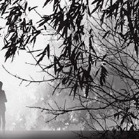 哪个女性对男士的遗产是特定的?