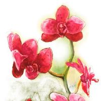 本命年运气不好怎样化解 本命年家里摆鱼缸走运