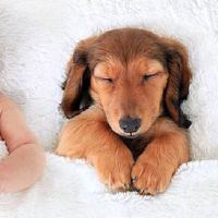 苏姓女孩取名字大全2022