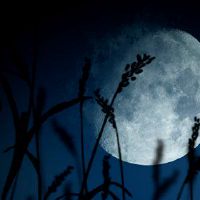 Mangzi-Raw活动送花玩泥酒吧吃