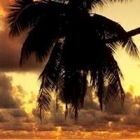 什么颜色的汽车在纳克顿五行中买了很多人？