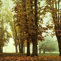 可以观音吗？你能和同一个房间一起去吗？