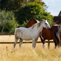 梦想是什么意思？