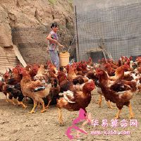 梦见奶奶饲料鸡