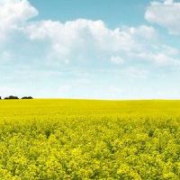 第二个婚礼真的是真的有效吗？