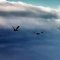 什么样的职业对济枫金的人有好处