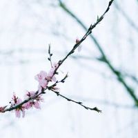 74年属虎人一生佩戴什么好 鹿形饰品寓意福禄安康