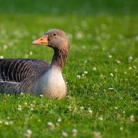 我不梦想咬我什么？