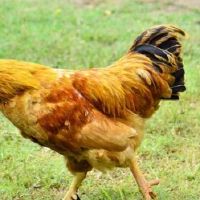 这是今年1957年的一只鸡（1957年，汉堡是今年2022年）