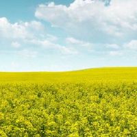 首先，您将开始整个家庭的八个字符特征。